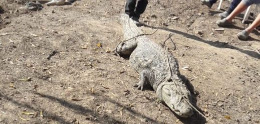 Imagen de Encontraron un yacaré en la costa de Alvear