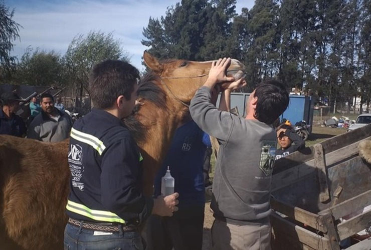 Imagen de Jornada de vacunación y control equino