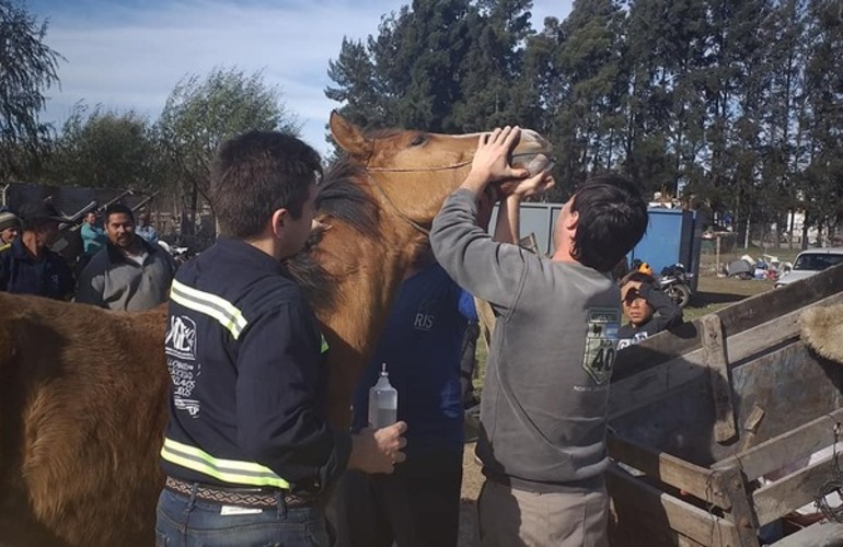 Imagen de Jornada de vacunación y control equino