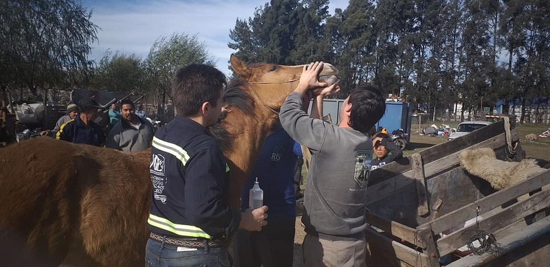 Imagen de Jornada de vacunaci&oacute;n y control equino