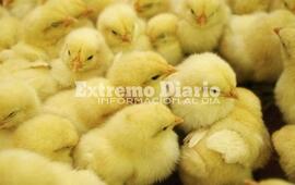 Ser&aacute; una iniciativa del Programa Ave-ProHuerta