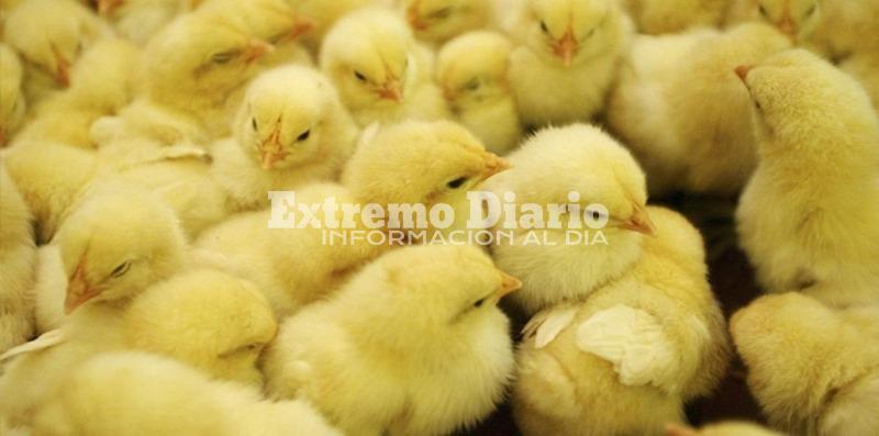 Ser&aacute; una iniciativa del Programa Ave-ProHuerta