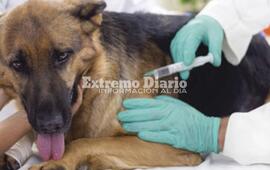 Será mañana sábado por la tarde para perros y gatos.