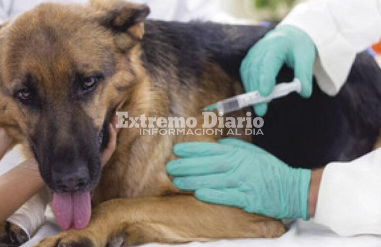 Será mañana sábado por la tarde para perros y gatos.
