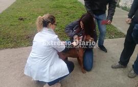 Imagen de Se aplicaron 120 vacunas antirr&aacute;bicas