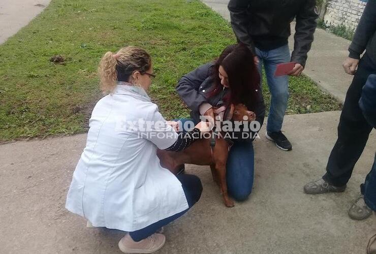 Imagen de Se aplicaron 120 vacunas antirrábicas