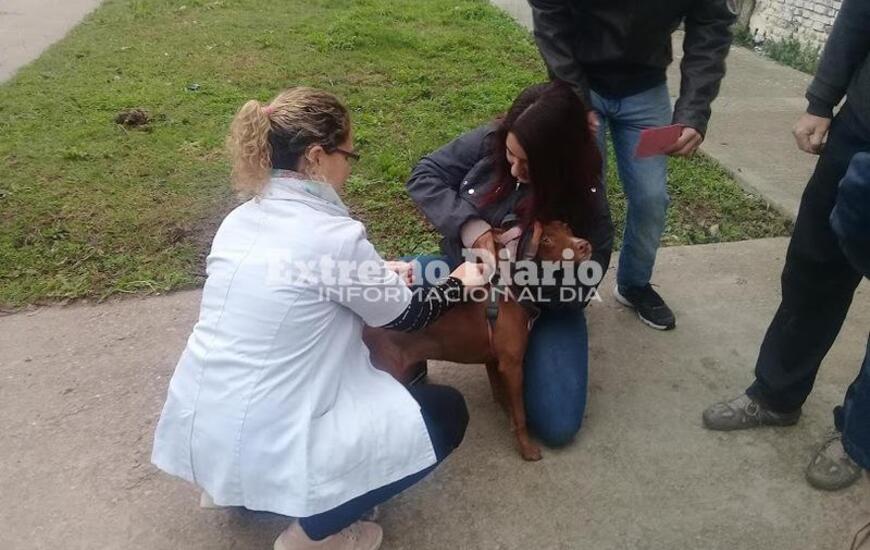 Imagen de Se aplicaron 120 vacunas antirr&aacute;bicas