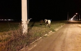 Imagen de Barrio Santa Rita y el mismo problema de siempre, los caballos sueltos