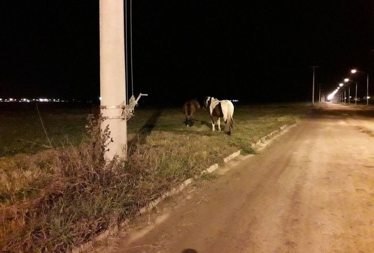 Imagen de Barrio Santa Rita y el mismo problema de siempre, los caballos sueltos