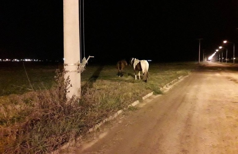 Imagen de Barrio Santa Rita y el mismo problema de siempre, los caballos sueltos