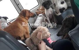 Imagen de Hoy se realizó otra jornada de castraciones