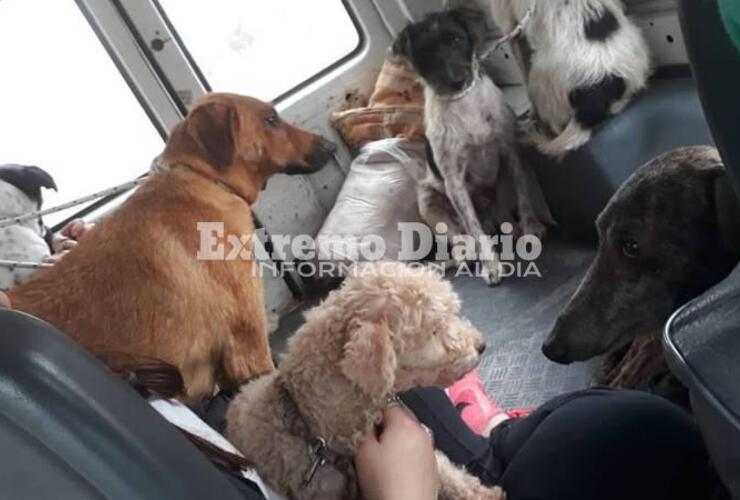 Imagen de Hoy se realiz&oacute; otra jornada de castraciones