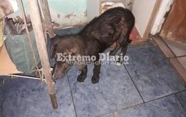 Fue rescatada tras ser abandona con mucha sarna entre la basura.