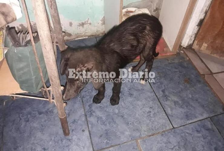 Fue rescatada tras ser abandona con mucha sarna entre la basura.