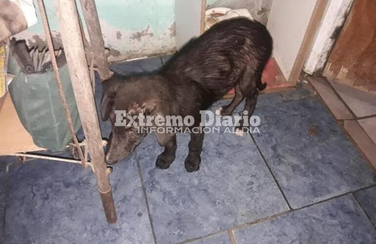 Fue rescatada tras ser abandona con mucha sarna entre la basura.