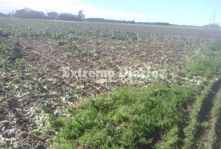 Imagen de Piden colaboración por pérdidas importantes en la cosecha tras la intensa caída de granizo