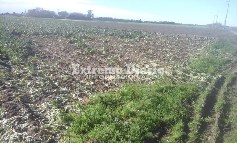 Imagen de Piden colaboraci&oacute;n por p&eacute;rdidas importantes en la cosecha tras la intensa ca&iacute;da de granizo