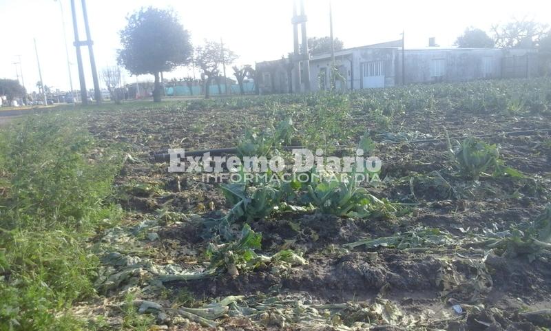 Imagen de Piden colaboración por pérdidas importantes en la cosecha tras la intensa caída de granizo