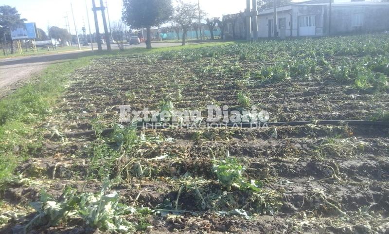 Imagen de Piden colaboración por pérdidas importantes en la cosecha tras la intensa caída de granizo