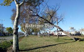 Imagen de Solo un &aacute;rbol ca&iacute;do a consecuencia del viento