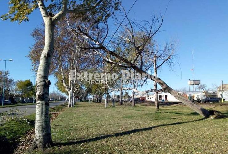 Imagen de Solo un árbol caído a consecuencia del viento