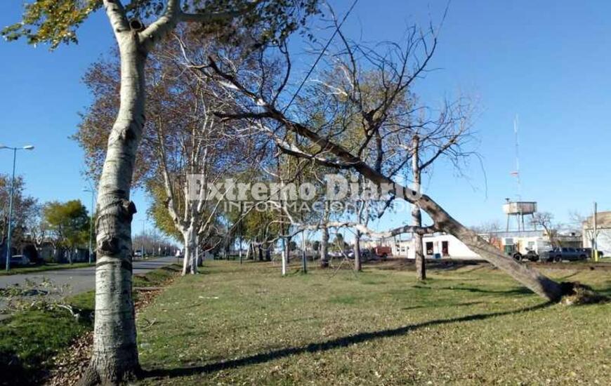 Imagen de Solo un &aacute;rbol ca&iacute;do a consecuencia del viento