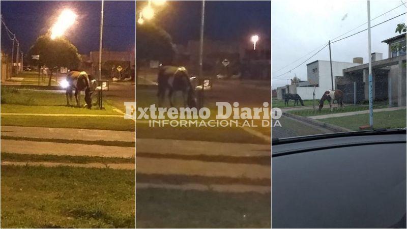 Los vecinos se preocupan por los equinos sueltos.