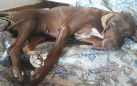 Imagen de Perrita atropellada se reencontrar&aacute; con sus due&ntilde;os