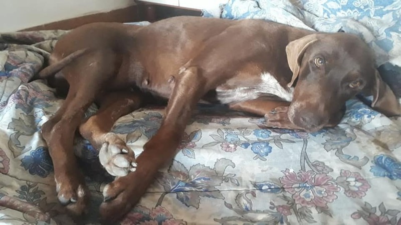 Imagen de Perrita atropellada se reencontrar&aacute; con sus due&ntilde;os