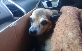 Si vas a sacarlos a pasear, abrigalos.