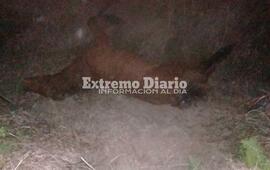 Imagen de Encuentran potrillo torturado pasando el barrio Santa Rita