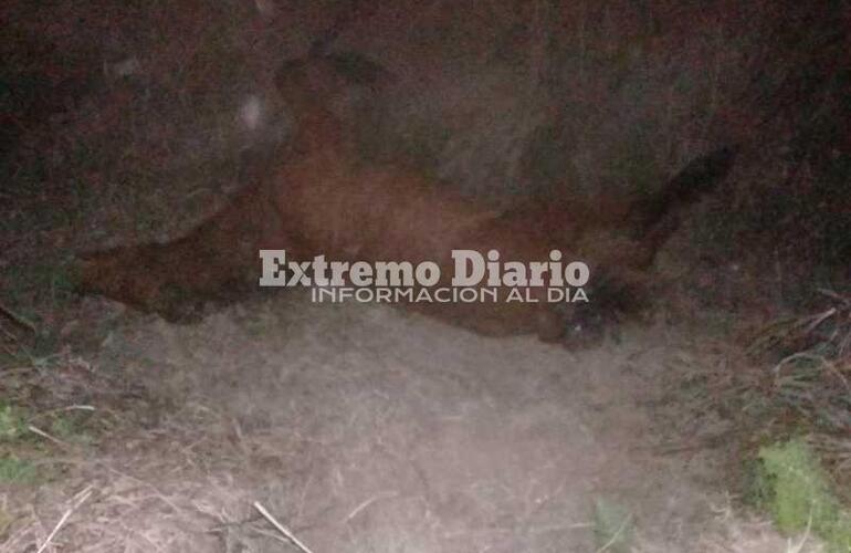 Imagen de Encuentran potrillo torturado pasando el barrio Santa Rita