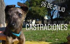 Imagen de Nueva jornada de castraciones en Arroyo Seco