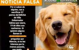 Imagen de La Municipalidad de V.G.Gálvez salió al cruce de denuncias sobre sacrificio de perros