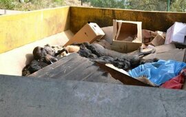La matanza de perros se dio entre el 11 de febrero y el 28 de abril de 2013.