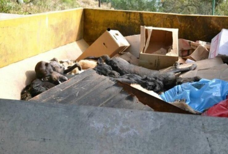 La matanza de perros se dio entre el 11 de febrero y el 28 de abril de 2013.