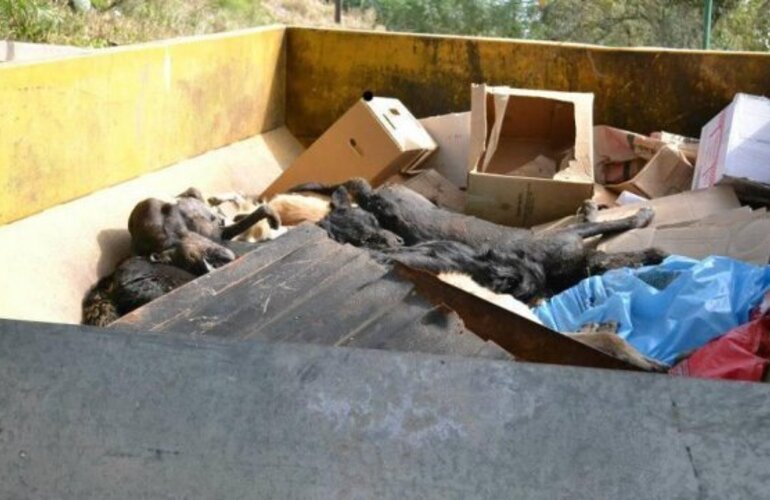 La matanza de perros se dio entre el 11 de febrero y el 28 de abril de 2013.