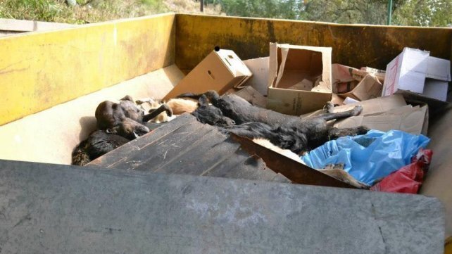 La matanza de perros se dio entre el 11 de febrero y el 28 de abril de 2013.