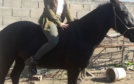Imagen de Arroyo Seco: Le robaron el caballo a su hijo