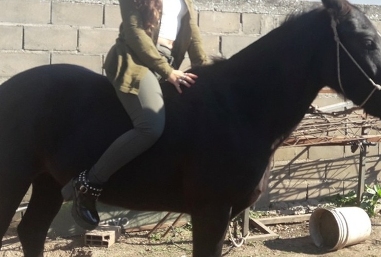 Imagen de Arroyo Seco: Le robaron el caballo a su hijo