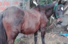 Imagen de Protección Civil secuestró un equino