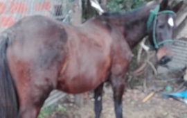 Imagen de Protecci&oacute;n Civil secuestr&oacute; un equino