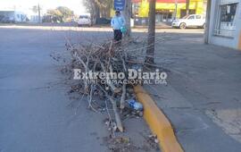 Imagen de Ramas verdes en la parada de colectivos