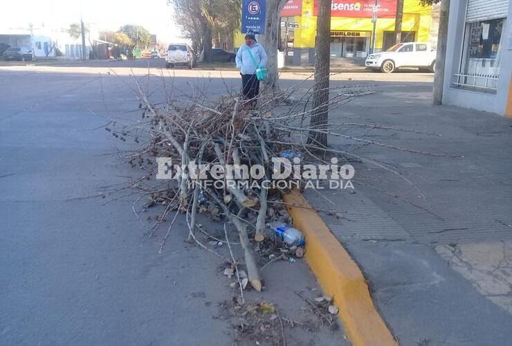 Imagen de Ramas verdes en la parada de colectivos