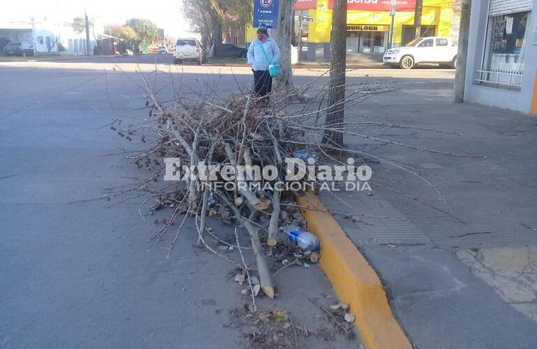 Imagen de Ramas verdes en la parada de colectivos