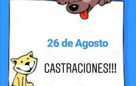 Imagen de Ya est&aacute; la fecha para la nueva campa&ntilde;a de castraciones