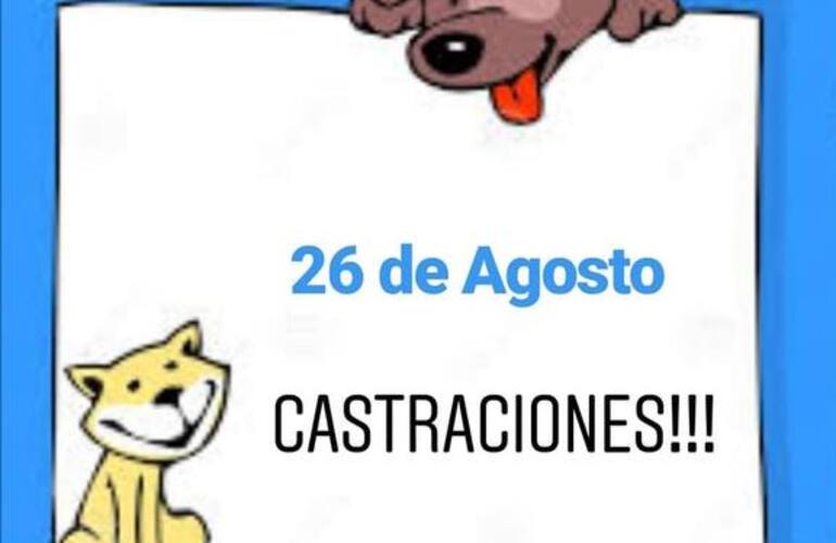 Imagen de Ya está la fecha para la nueva campaña de castraciones