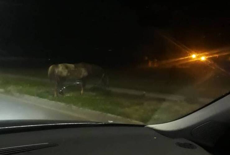 Imagen de #Ahora. Caballo suelto en el Barrio Güemes