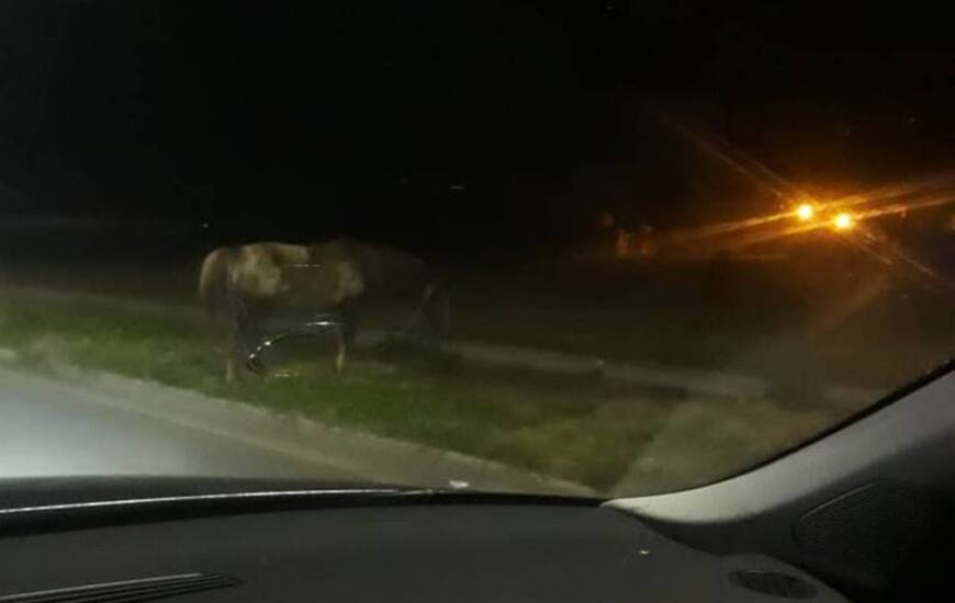 Imagen de #Ahora. Caballo suelto en el Barrio G&uuml;emes