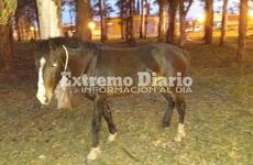 El animal está en el sector próximo a la estación de trenes